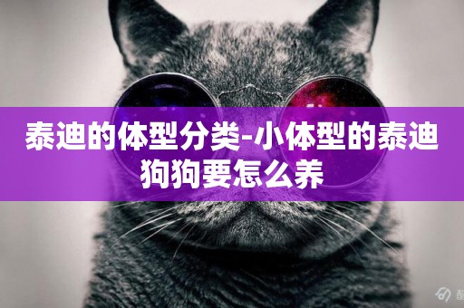 泰迪的體型分類-小體型的泰迪狗狗要怎么養