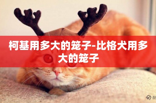 柯基用多大的籠子-比格犬用多大的籠子