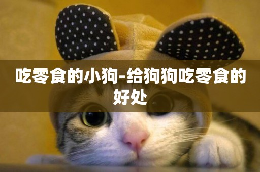 吃零食的小狗-給狗狗吃零食的好處