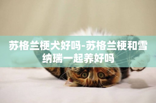 蘇格蘭梗犬好嗎-蘇格蘭梗和雪納瑞一起養好嗎