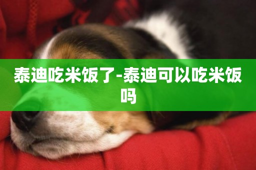 泰迪吃米飯了-泰迪可以吃米飯嗎