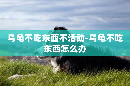 烏龜不吃東西不活動-烏龜不吃東西怎么辦
