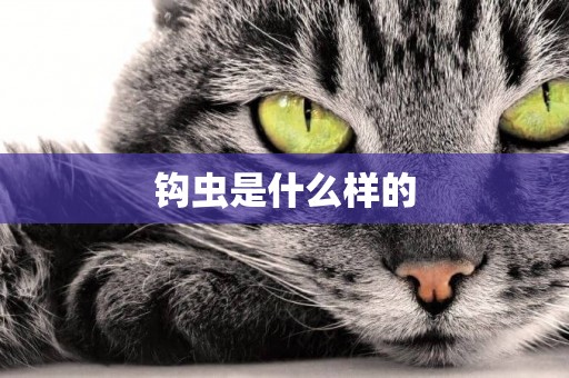 鉤蟲是什么樣的