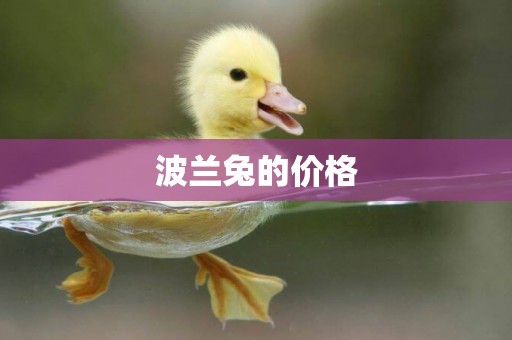 波蘭兔的價格