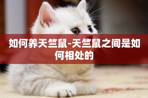 如何養天竺鼠-天竺鼠之間是如何相處的