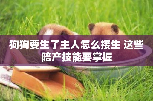 狗狗要生了主人怎么接生 這些陪產技能要掌握