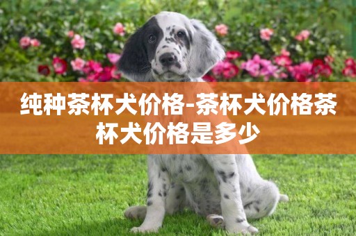 純種茶杯犬價格-茶杯犬價格茶杯犬價格是多少