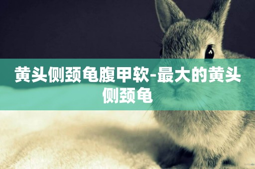 黃頭側頸龜腹甲軟-最大的黃頭側頸龜