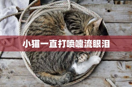 小貓一直打噴嚏流眼淚