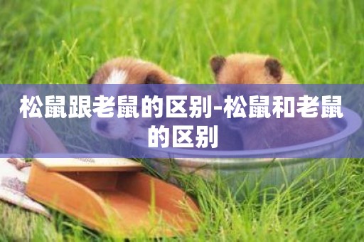 松鼠跟老鼠的區別-松鼠和老鼠的區別