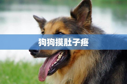 狗狗摸肚子疼