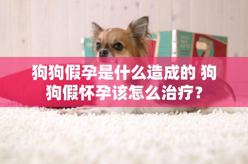 狗狗假孕是什么造成的 狗狗假懷孕該怎么治療？