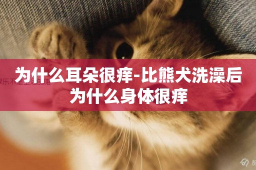 為什么耳朵很癢-比熊犬洗澡后為什么身體很癢
