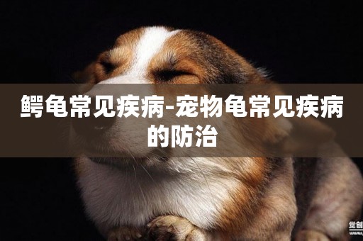鱷龜常見疾病-寵物龜常見疾病的防治