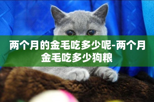 兩個月的金毛吃多少呢-兩個月金毛吃多少狗糧