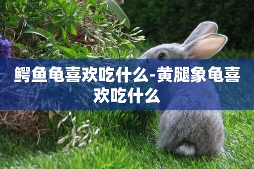 鱷魚龜喜歡吃什么-黃腿象龜喜歡吃什么
