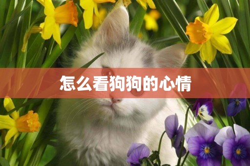 怎么看狗狗的心情