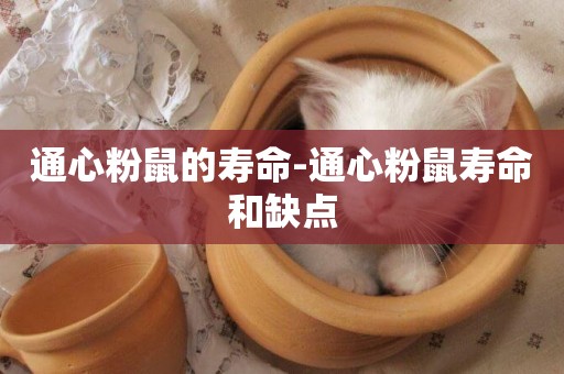 通心粉鼠的壽命-通心粉鼠壽命和缺點