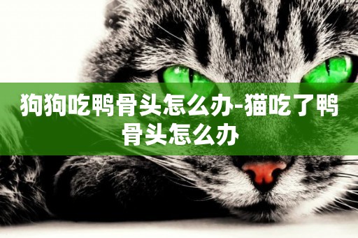 狗狗吃鴨骨頭怎么辦-貓吃了鴨骨頭怎么辦