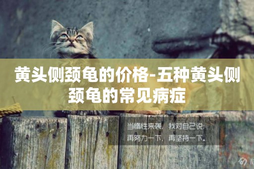 黃頭側頸龜的價格-五種黃頭側頸龜的常見病癥