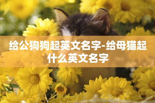 給公狗狗起英文名字-給母貓起什么英文名字