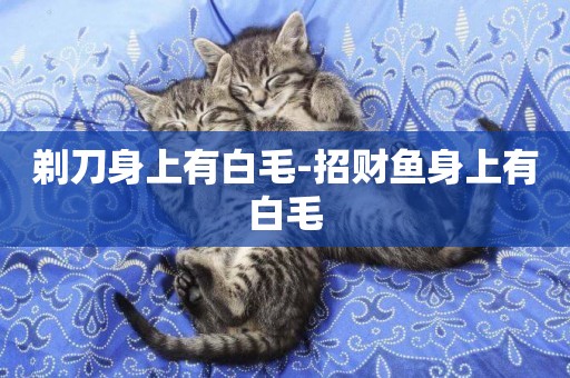 剃刀身上有白毛-招財魚身上有白毛