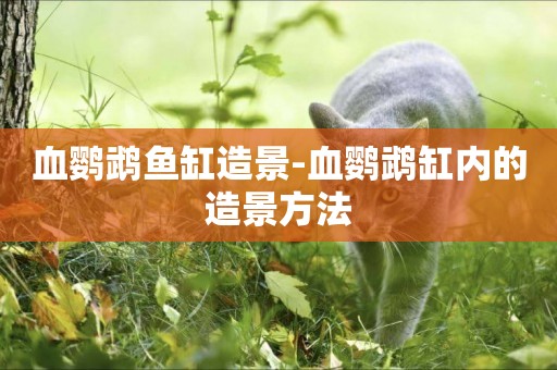 血鸚鵡魚缸造景-血鸚鵡缸內的造景方法