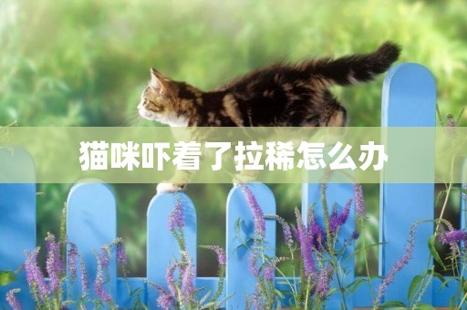 貓咪嚇著了拉稀怎么辦