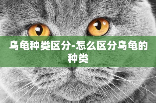 烏龜種類區分-怎么區分烏龜的種類