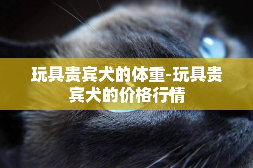 玩具貴賓犬的體重-玩具貴賓犬的價格行情