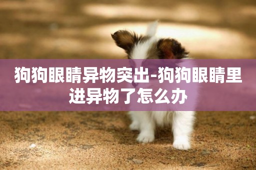 狗狗眼睛異物突出-狗狗眼睛里進異物了怎么辦