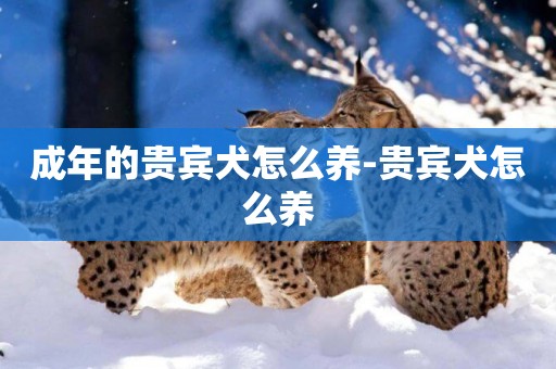 成年的貴賓犬怎么養-貴賓犬怎么養