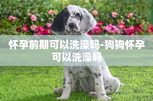 懷孕前期可以洗澡嗎-狗狗懷孕可以洗澡嗎