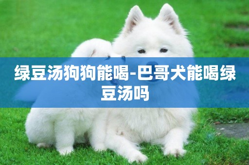 綠豆湯狗狗能喝-巴哥犬能喝綠豆湯嗎
