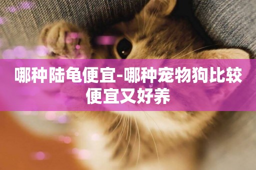 哪種陸龜便宜-哪種寵物狗比較便宜又好養