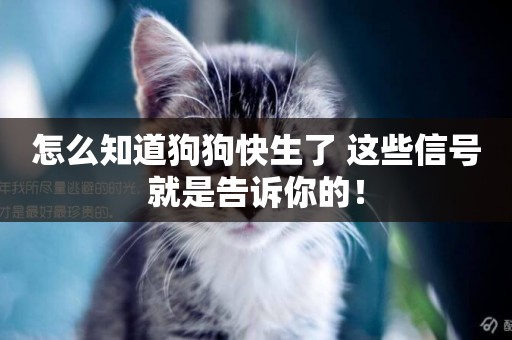 怎么知道狗狗快生了 這些信號就是告訴你的！
