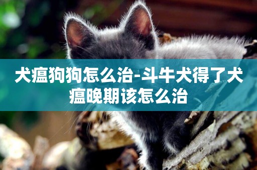 犬瘟狗狗怎么治-斗牛犬得了犬瘟晚期該怎么治
