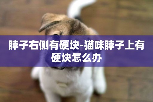 脖子右側有硬塊-貓咪脖子上有硬塊怎么辦