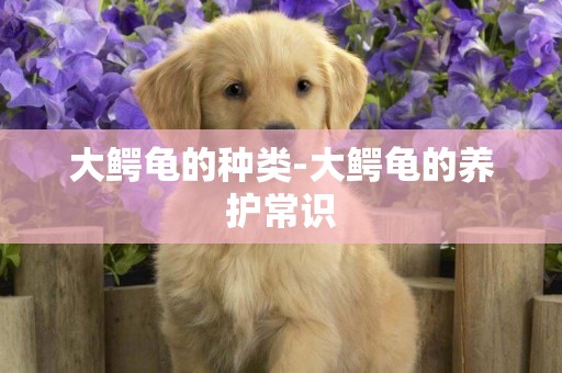 大鱷龜的種類-大鱷龜的養護常識