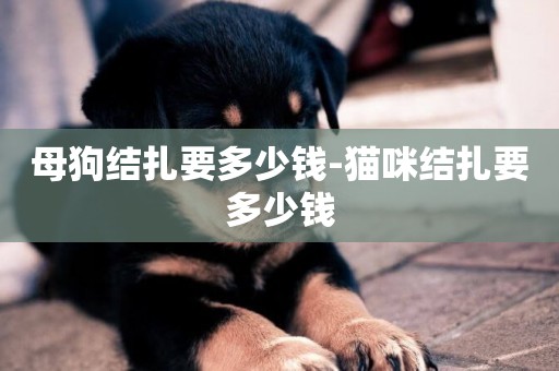 母狗結扎要多少錢-貓咪結扎要多少錢