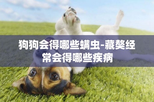狗狗會得哪些螨蟲-藏獒經常會得哪些疾病