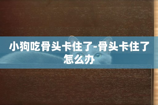 小狗吃骨頭卡住了-骨頭卡住了怎么辦