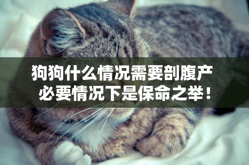 狗狗什么情況需要剖腹產 必要情況下是保命之舉！