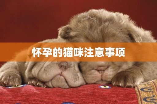 懷孕的貓咪注意事項