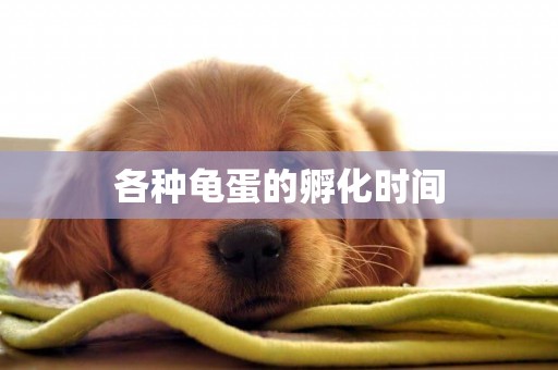 各種龜蛋的孵化時間