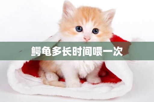 鱷龜多長時間喂一次