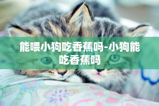 能喂小狗吃香蕉嗎-小狗能吃香蕉嗎