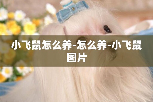 小飛鼠怎么養-怎么養-小飛鼠圖片