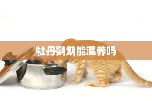 牡丹鸚鵡能混養嗎