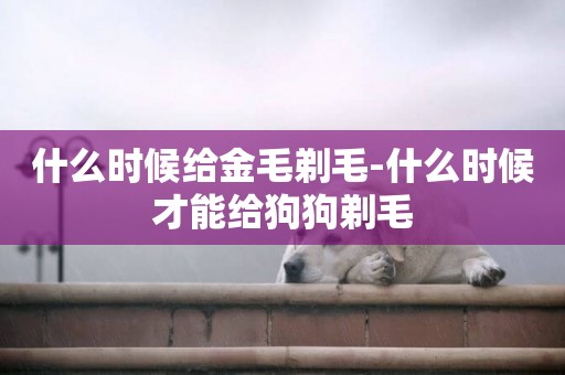 什么時候給金毛剃毛-什么時候才能給狗狗剃毛